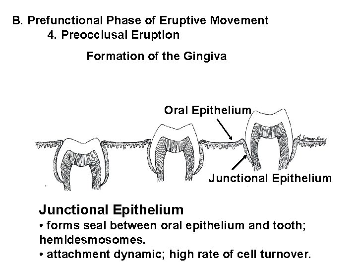 B. Prefunctional Phase of Eruptive Movement 4. Preocclusal Eruption Formation of the Gingiva Oral