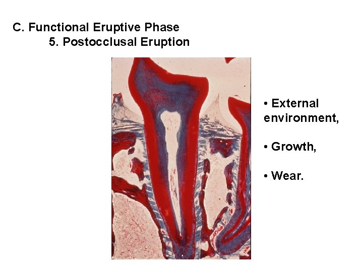 C. Functional Eruptive Phase 5. Postocclusal Eruption • External environment, • Growth, • Wear.