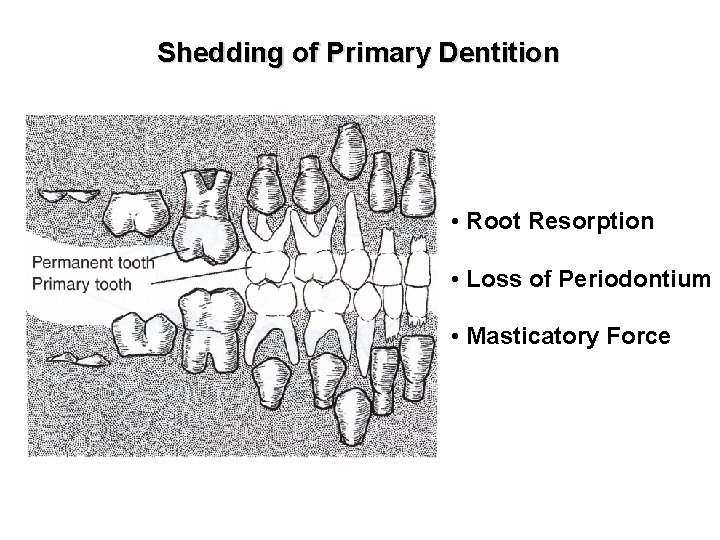 Shedding of Primary Dentition • Root Resorption • Loss of Periodontium • Masticatory Force