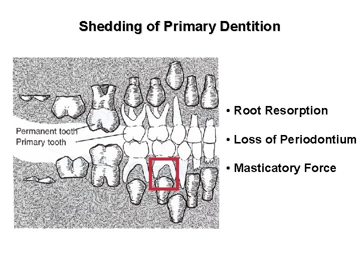 Shedding of Primary Dentition • Root Resorption • Loss of Periodontium • Masticatory Force