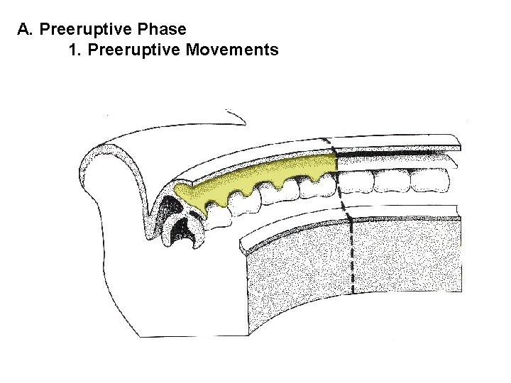 A. Preeruptive Phase 1. Preeruptive Movements 