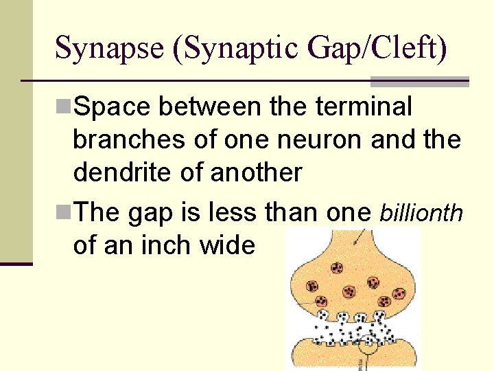 Synapse (Synaptic Gap/Cleft) n. Space between the terminal branches of one neuron and the