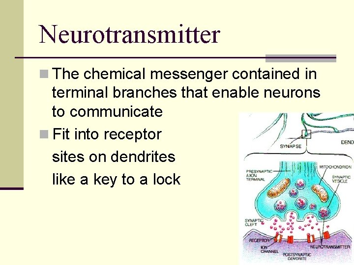 Neurotransmitter n The chemical messenger contained in terminal branches that enable neurons to communicate