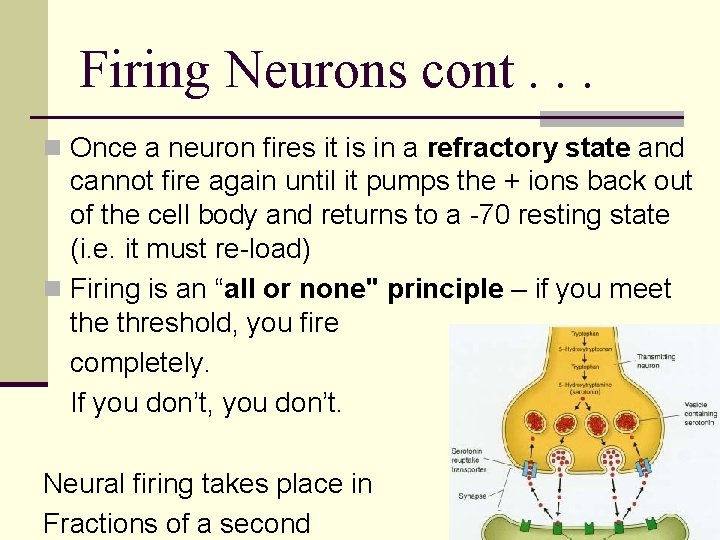 Firing Neurons cont. . . n Once a neuron fires it is in a