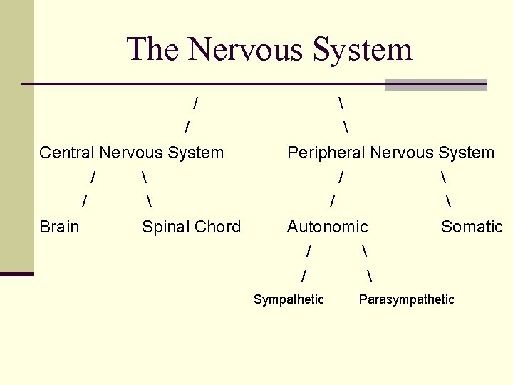 The Nervous System / / Central Nervous System /  Brain Spinal Chord 
