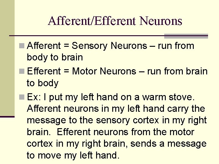 Afferent/Efferent Neurons n Afferent = Sensory Neurons – run from body to brain n