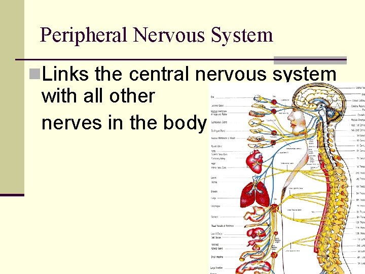 Peripheral Nervous System n. Links the central nervous system with all other nerves in