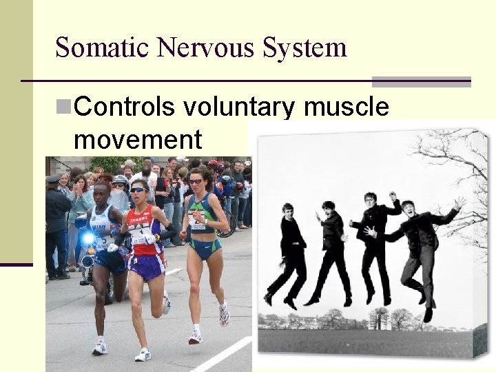 Somatic Nervous System n. Controls voluntary muscle movement 