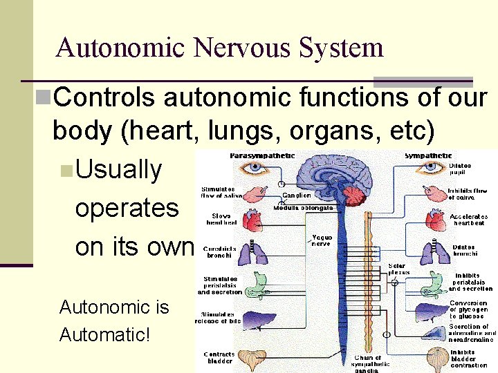 Autonomic Nervous System n. Controls autonomic functions of our body (heart, lungs, organs, etc)
