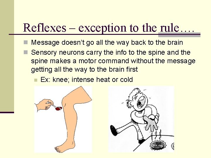 Reflexes – exception to the rule…. n Message doesn’t go all the way back