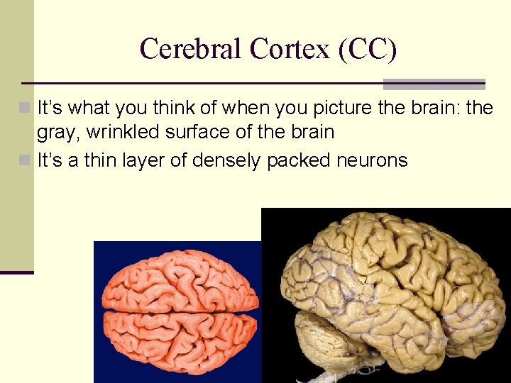 Cerebral Cortex (CC) n It’s what you think of when you picture the brain: