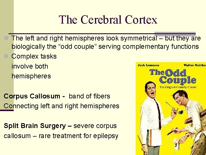 The Cerebral Cortex n The left and right hemispheres look symmetrical – but they