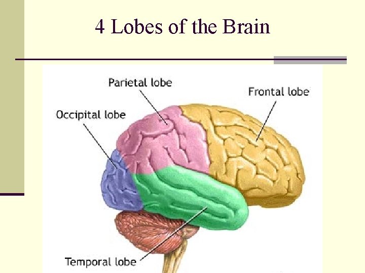 4 Lobes of the Brain 