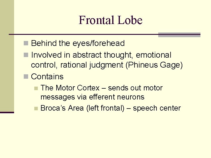 Frontal Lobe n Behind the eyes/forehead n Involved in abstract thought, emotional control, rational