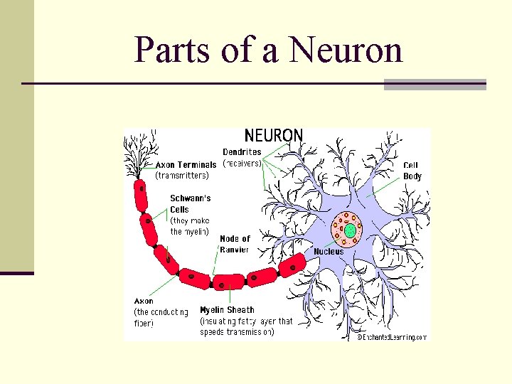 Parts of a Neuron 