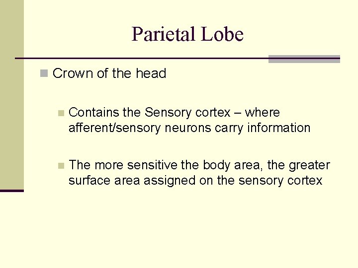 Parietal Lobe n Crown of the head n Contains the Sensory cortex – where