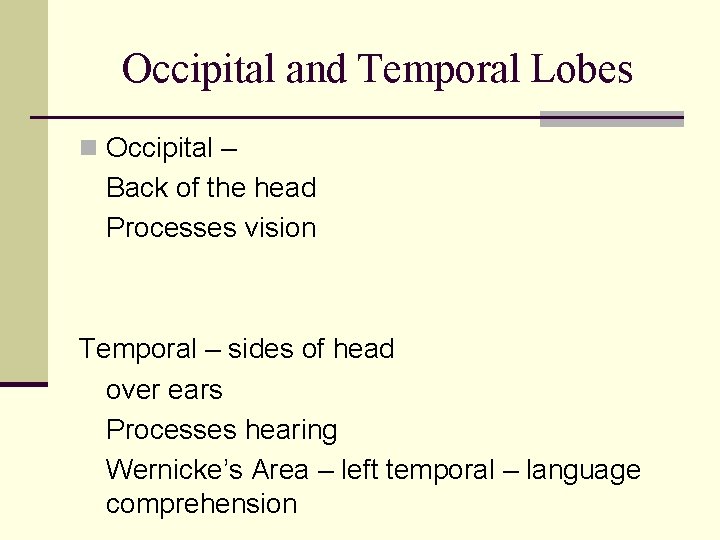 Occipital and Temporal Lobes n Occipital – Back of the head Processes vision Temporal