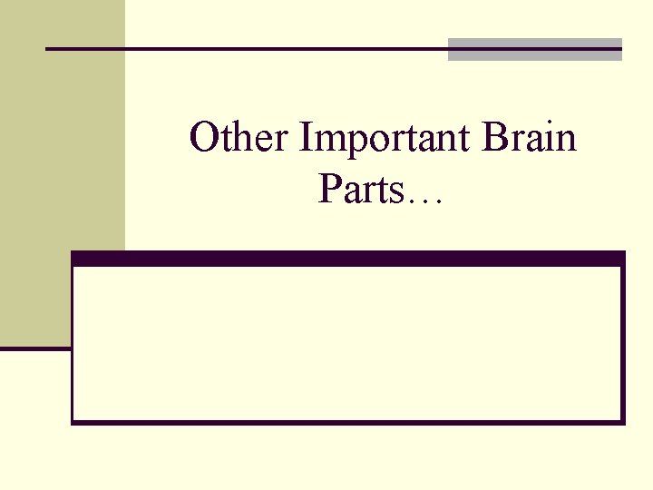 Other Important Brain Parts… 