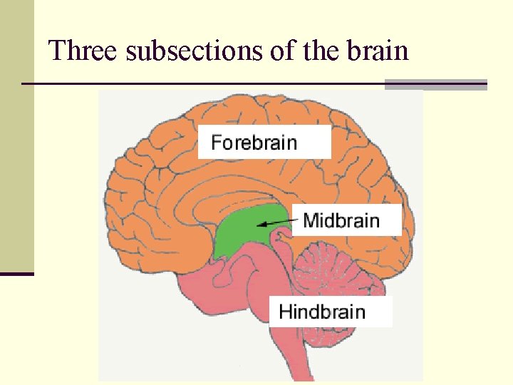 Three subsections of the brain 