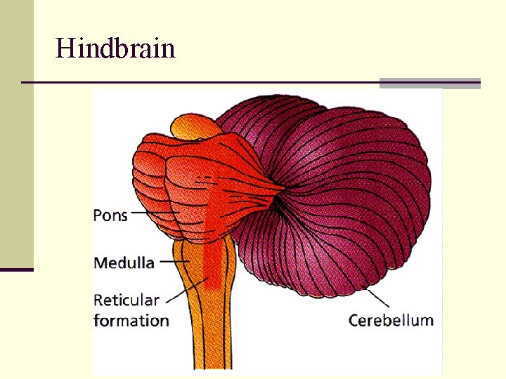 Hindbrain 