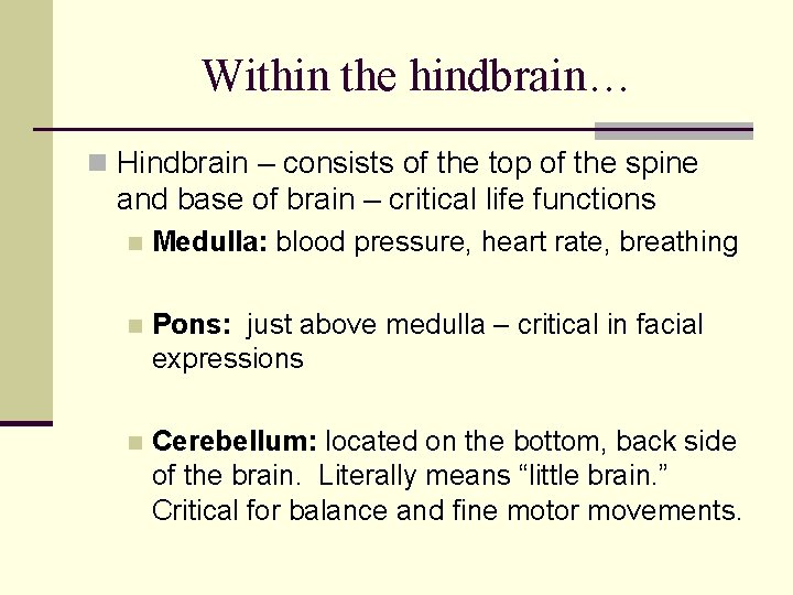 Within the hindbrain… n Hindbrain – consists of the top of the spine and