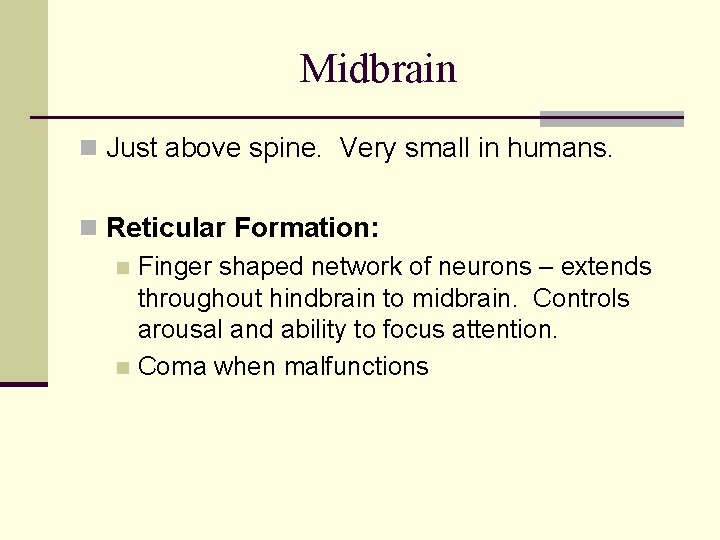 Midbrain n Just above spine. Very small in humans. n Reticular Formation: n Finger