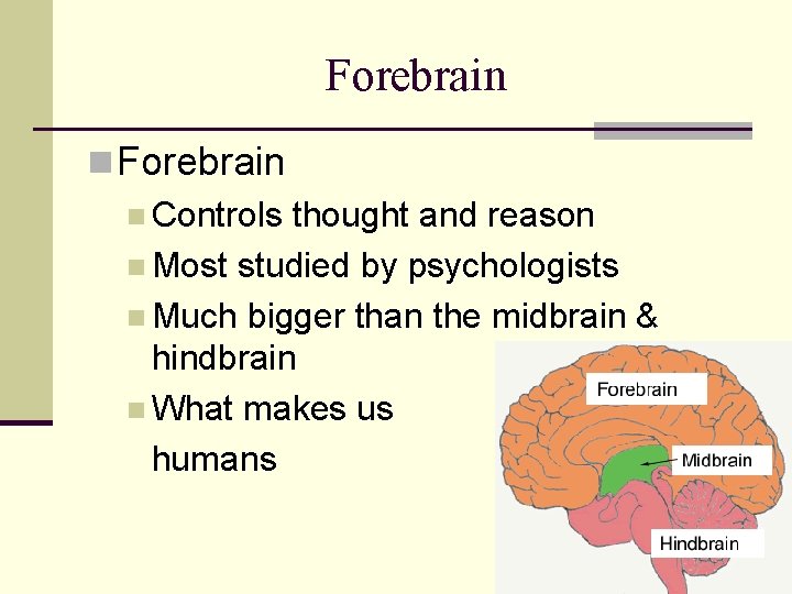 Forebrain n Controls thought and reason n Most studied by psychologists n Much bigger