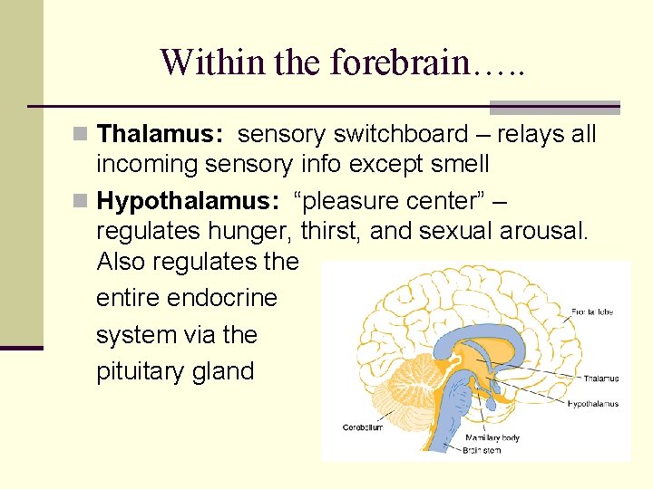 Within the forebrain…. . n Thalamus: sensory switchboard – relays all incoming sensory info