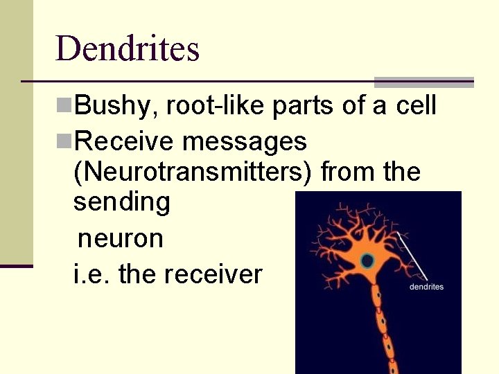 Dendrites n. Bushy, root-like parts of a cell n. Receive messages (Neurotransmitters) from the