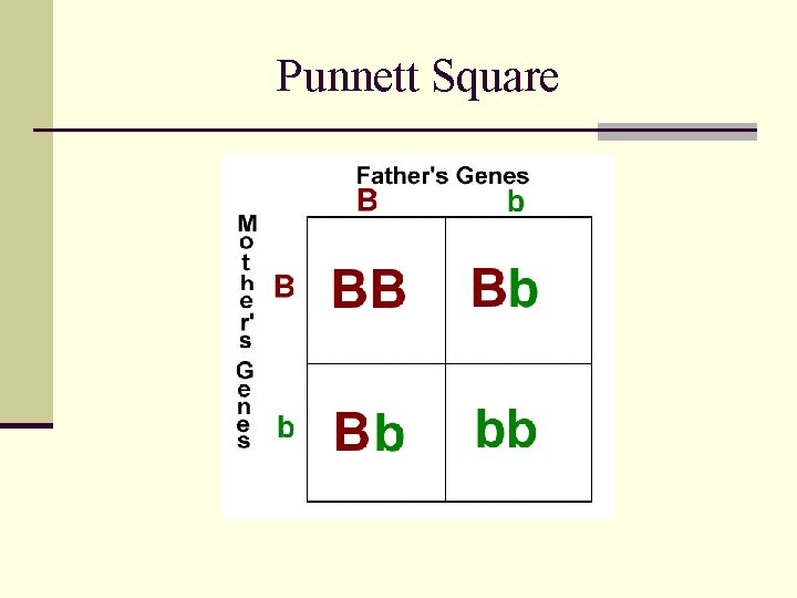Punnett Square 