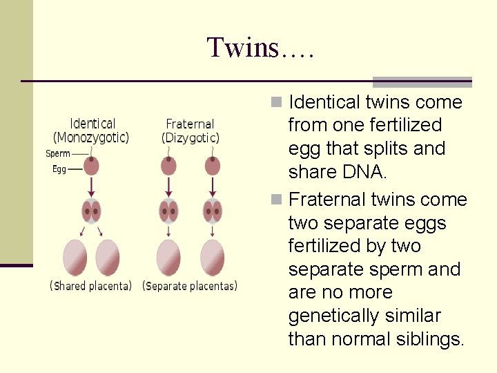 Twins…. n Identical twins come from one fertilized egg that splits and share DNA.