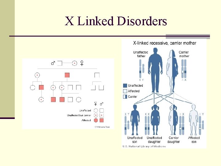 X Linked Disorders 