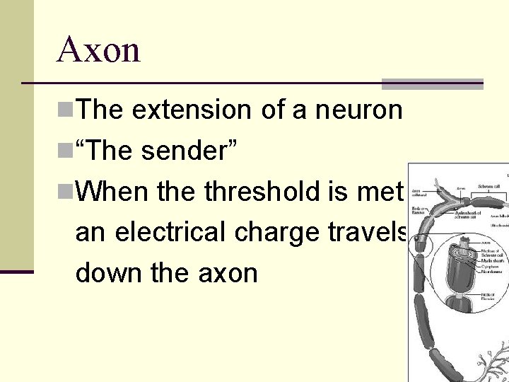 Axon n. The extension of a neuron n“The sender” n. When the threshold is