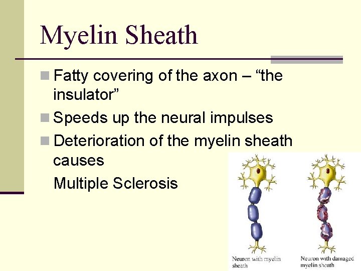Myelin Sheath n Fatty covering of the axon – “the insulator” n Speeds up