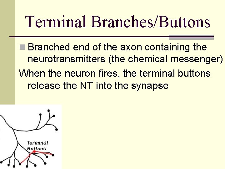 Terminal Branches/Buttons n Branched end of the axon containing the neurotransmitters (the chemical messenger)