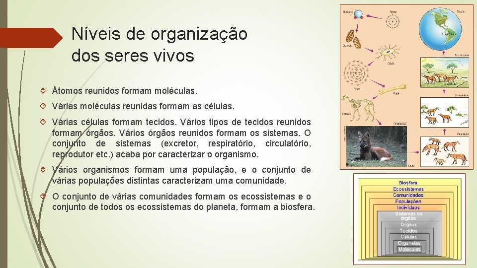 Níveis de organização dos seres vivos Átomos reunidos formam moléculas. Várias moléculas reunidas formam