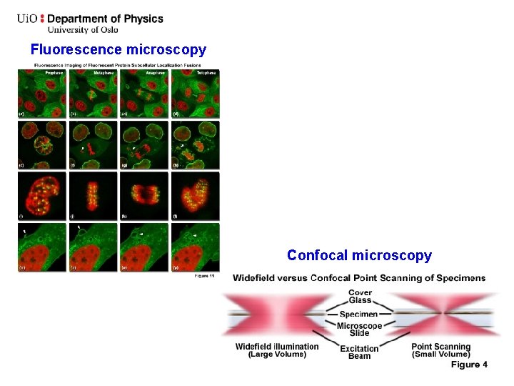 Fluorescence microscopy Confocal microscopy 