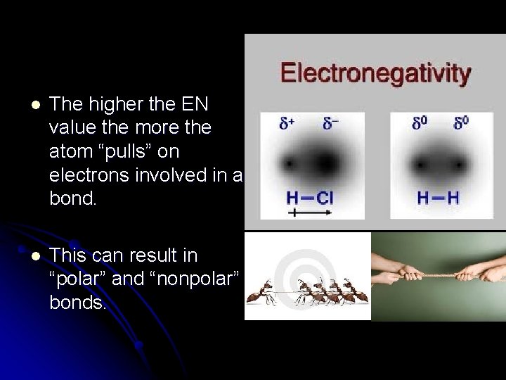 l The higher the EN value the more the atom “pulls” on electrons involved