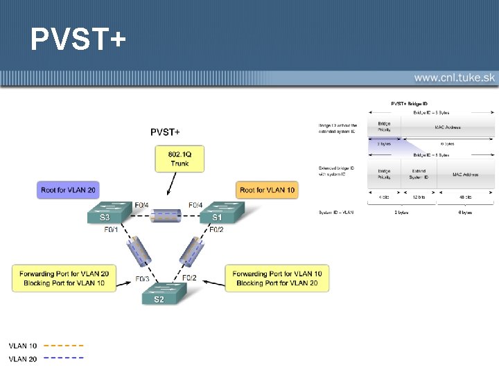 PVST+ 