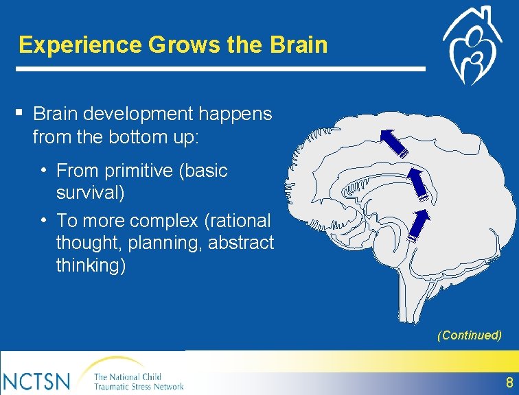 Experience Grows the Brain § Brain development happens from the bottom up: • From