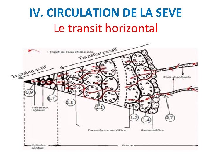 IV. CIRCULATION DE LA SEVE Le transit horizontal 