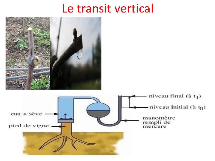Le transit vertical 