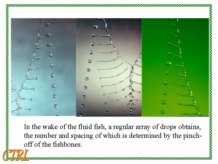 In the wake of the fluid fish, a regular array of drops obtains, the