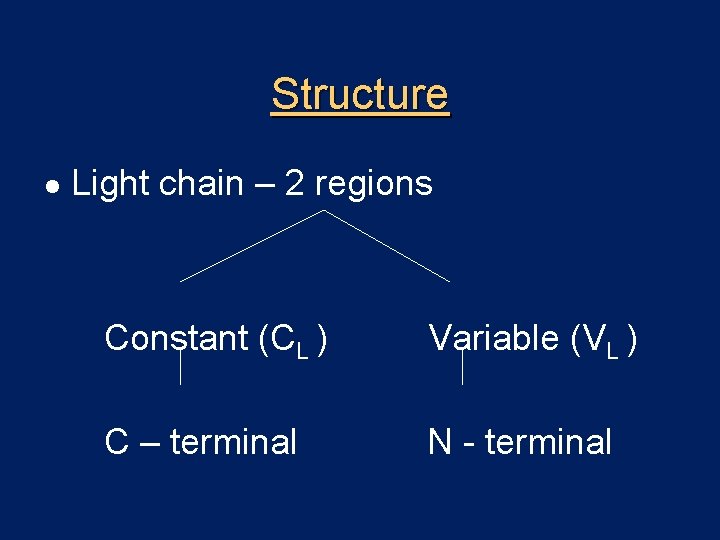 Structure l Light chain – 2 regions Constant (CL ) Variable (VL ) C