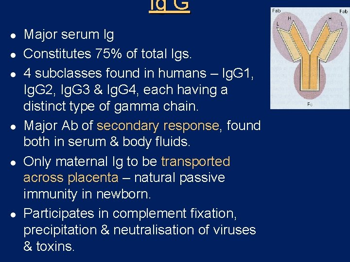 Ig G l l l Major serum Ig Constitutes 75% of total Igs. 4