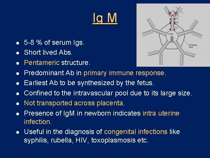 Ig M l l l l l 5 -8 % of serum Igs. Short