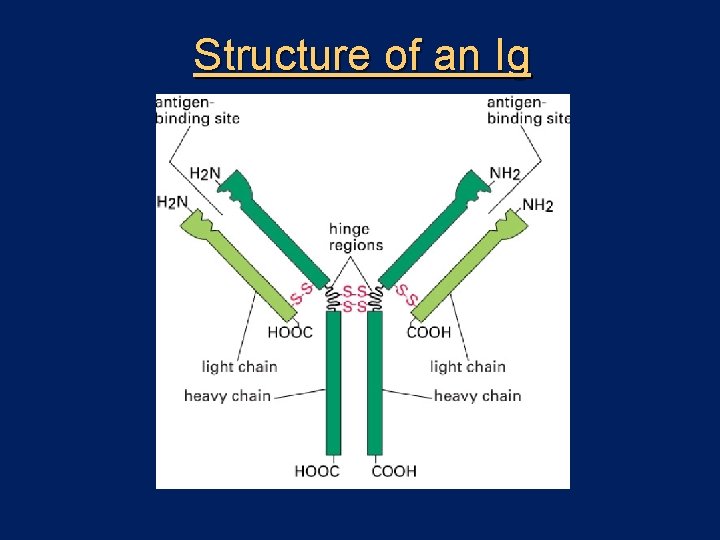 Structure of an Ig 