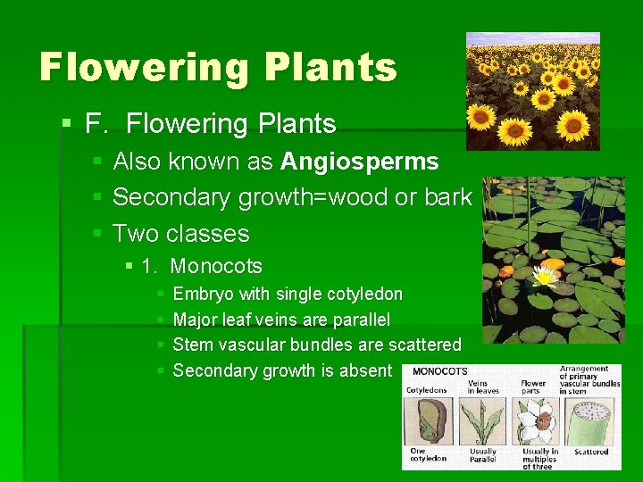 Flowering Plants § F. Flowering Plants § Also known as Angiosperms § Secondary growth=wood
