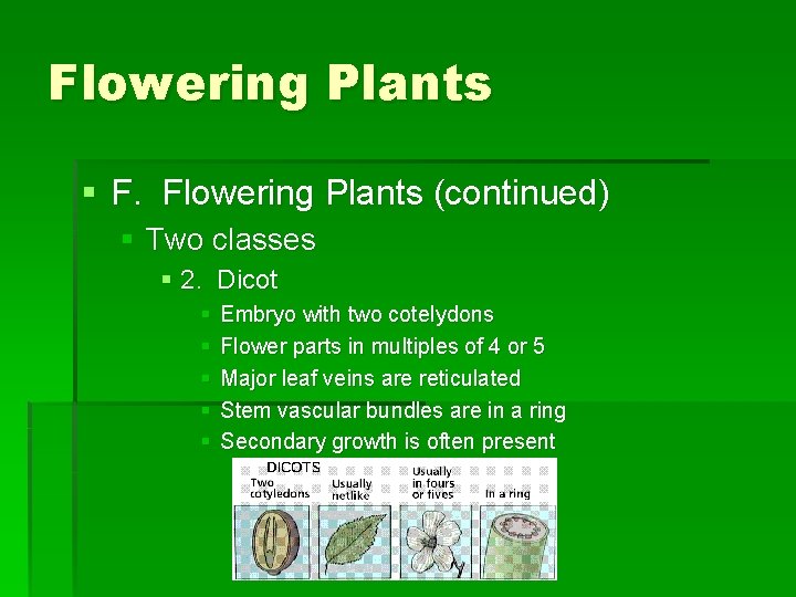 Flowering Plants § F. Flowering Plants (continued) § Two classes § 2. Dicot §