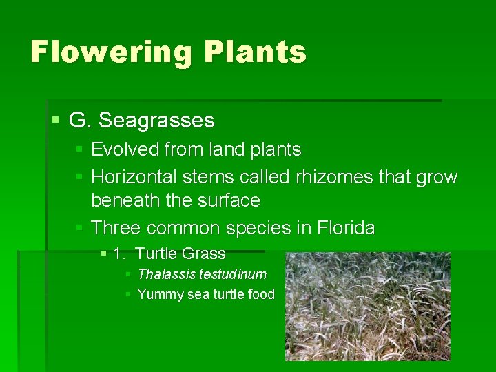 Flowering Plants § G. Seagrasses § Evolved from land plants § Horizontal stems called